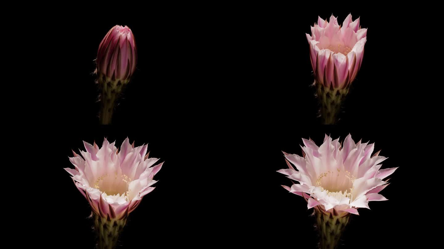 粉红色仙人掌花生长的时间推移镜头从蓓蕾到完全开花孤立的黑色背景，4k，近距离视频。