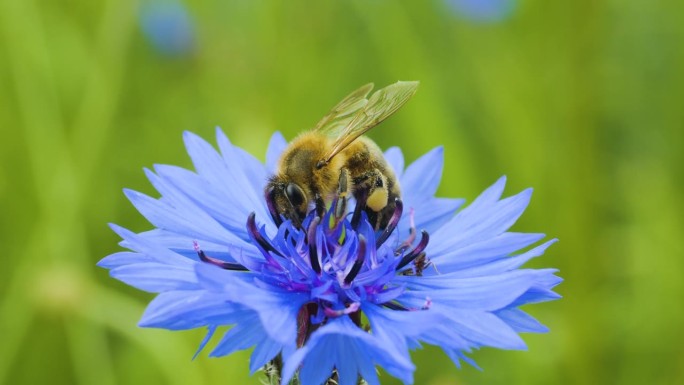 蜜蜂身上覆盖着花粉，在蓝色菊苣花上采集花蜜。春天菊苣花特写。微距镜头蜜蜂授粉春天紫色花朵盛开。