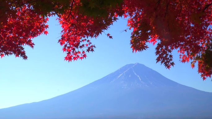 川口湖畔的深红枫叶和富士山