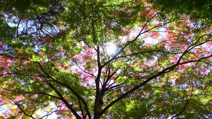 树木和树叶，秋叶在阳光下闪闪发光
