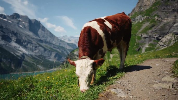 牛在高山牧场上吃草，身后是阿尔卑斯山