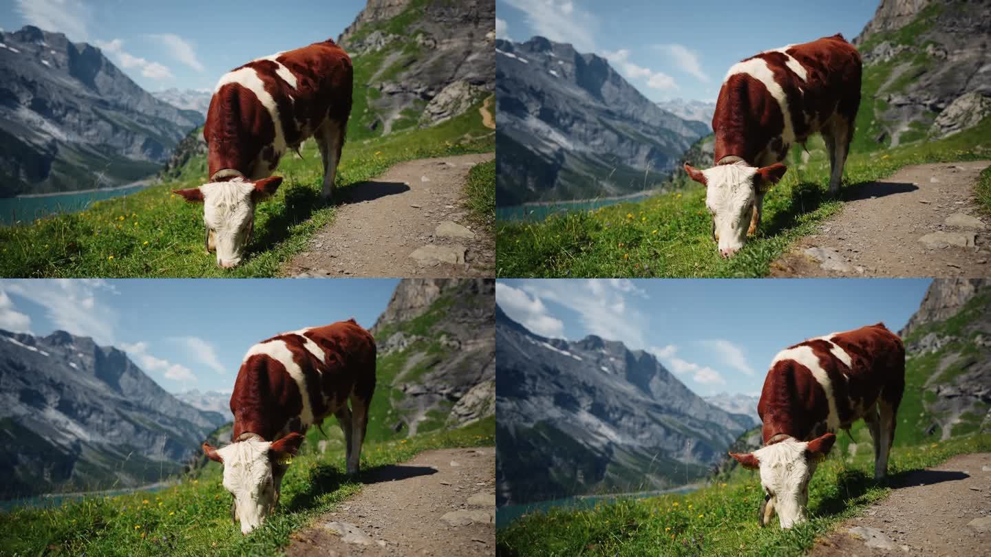 牛在高山牧场上吃草，身后是阿尔卑斯山