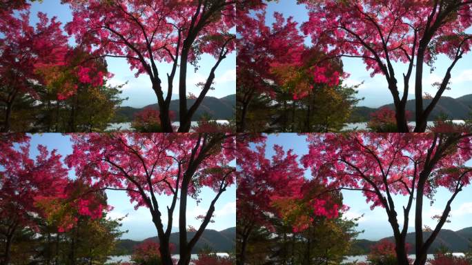 枫叶丛中的川口湖和富士山