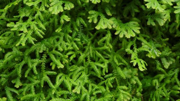 森林里的蕨类植物。柏卷天然花蕨背景特写。绿叶图案背景。绿色的卷柏蕨叶在风中摇曳。