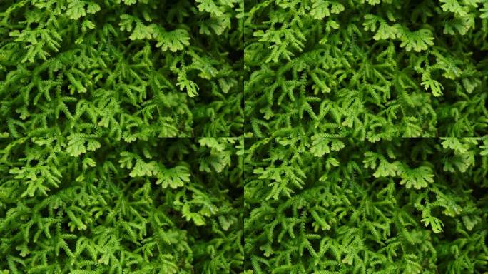 森林里的蕨类植物。柏卷天然花蕨背景特写。绿叶图案背景。绿色的卷柏蕨叶在风中摇曳。