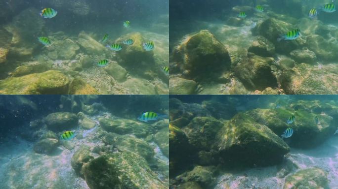 泰国普吉岛的科开岛(Kho Khai Island)，岛上有各种颜色的珊瑚鱼，位于Phangna，从