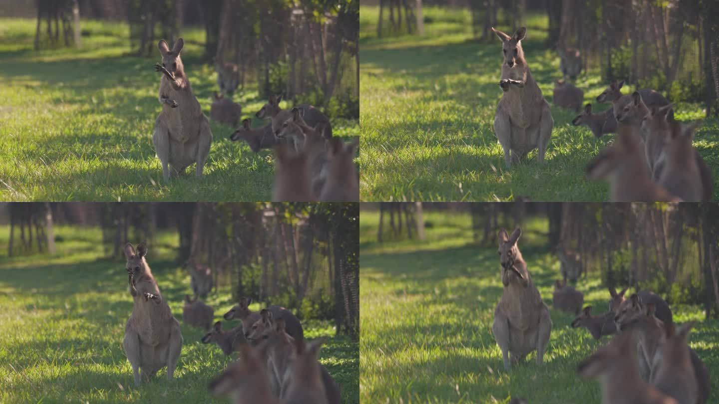 澳大利亚猎人谷，哺乳动物袋鼠舔胳膊的4K实时画面