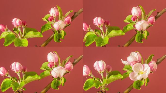 一棵苹果树，白色的花朵盛开，生长在棕色的背景。海棠盛开的花。
