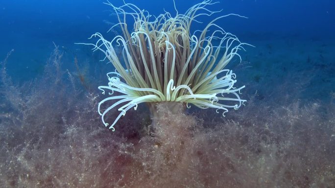 水下深处——海葵深达45米