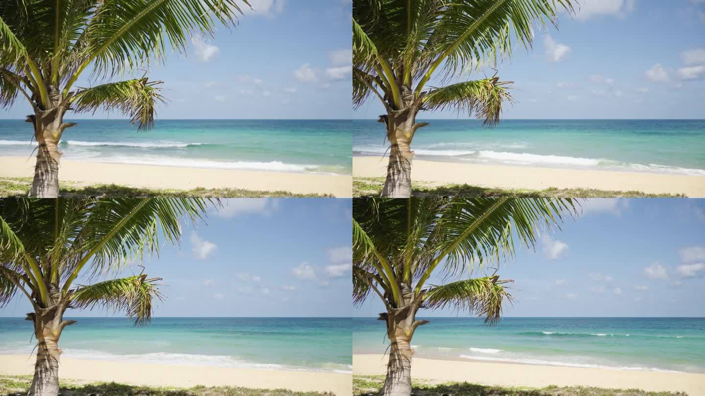 椰树叶空海沙滩夏天。