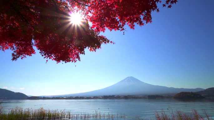 阳光穿过红枫叶与川口湖的富士山