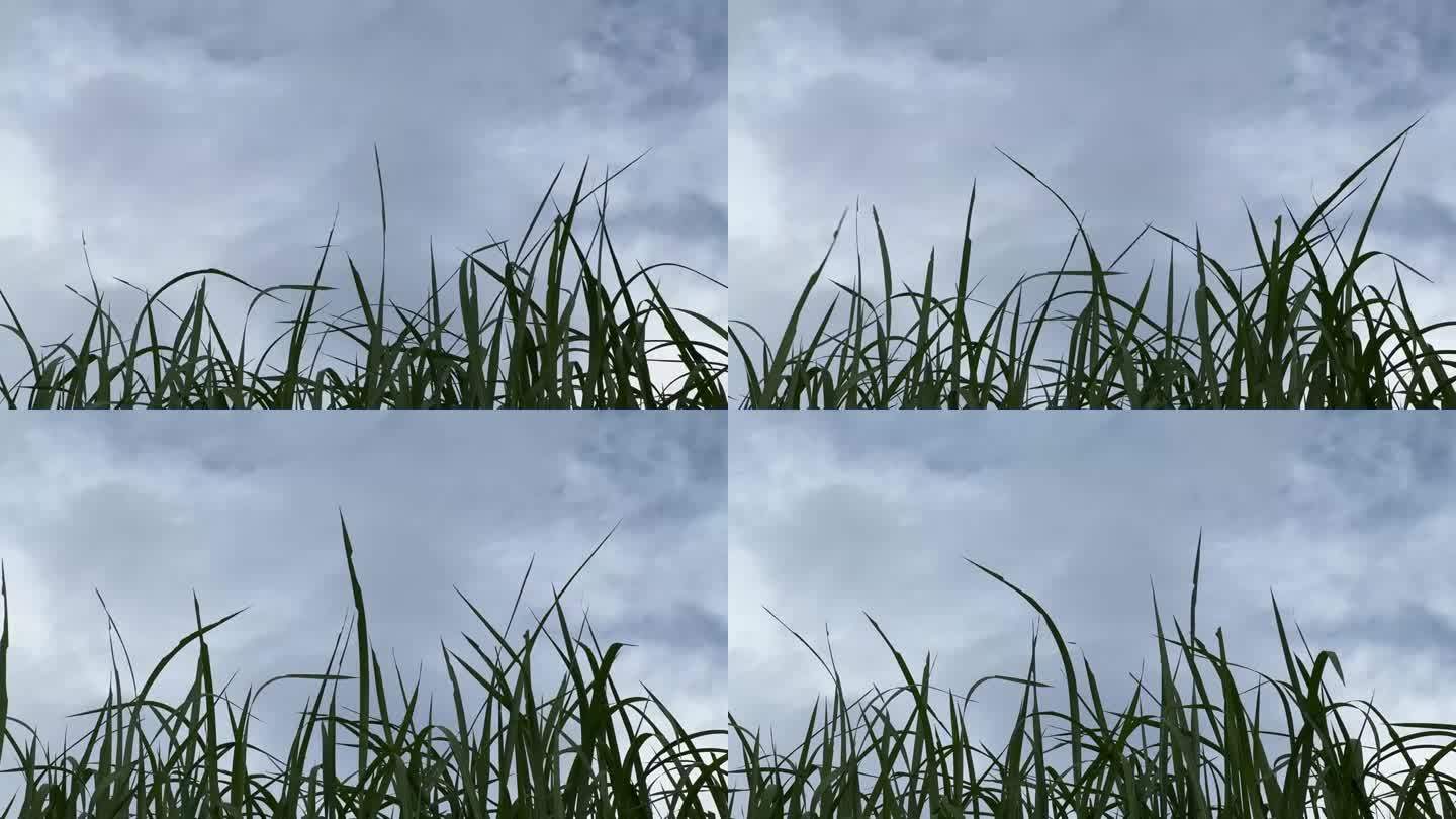 在风中摇曳的草与天空的复制空间