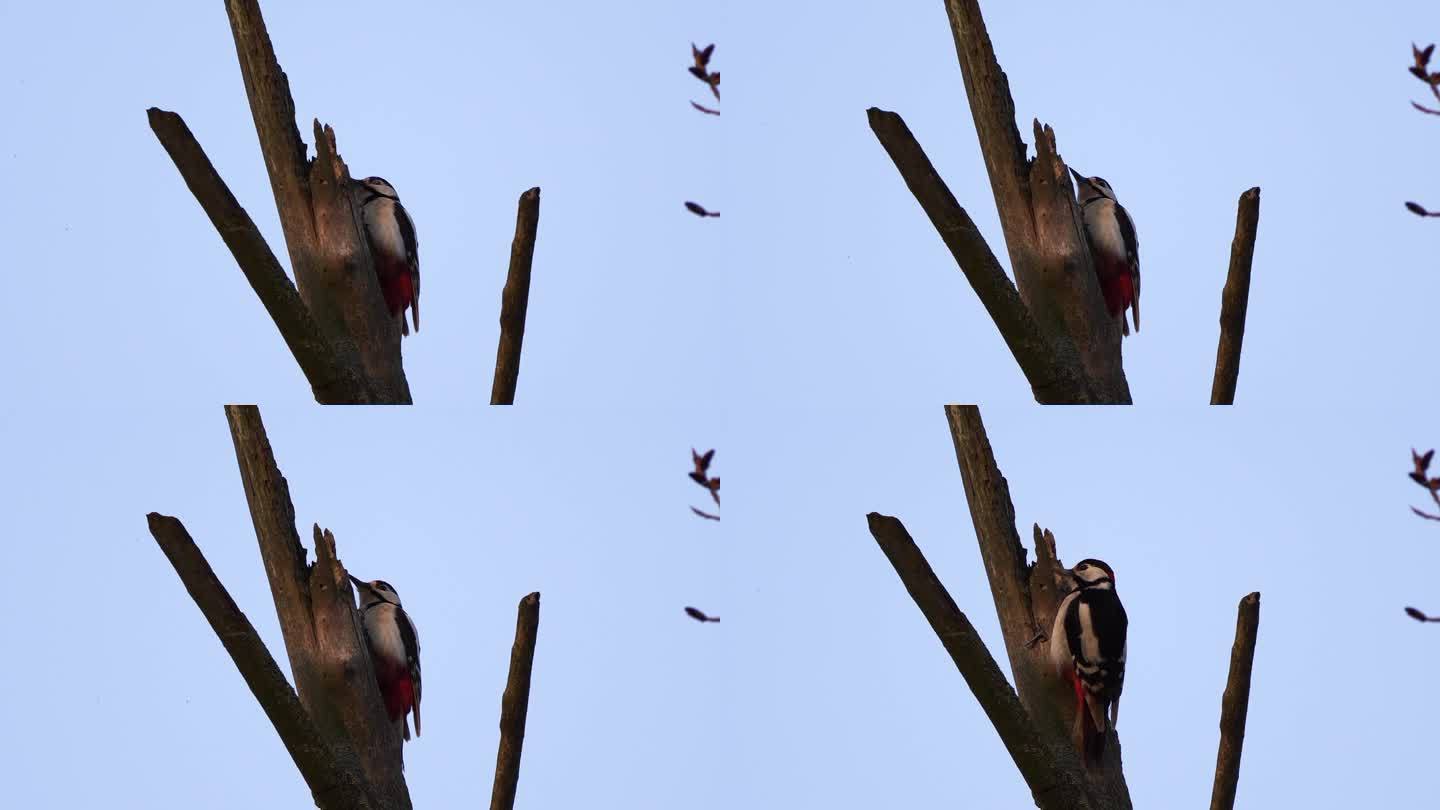 一只大斑点啄木鸟在树枝上击鼓