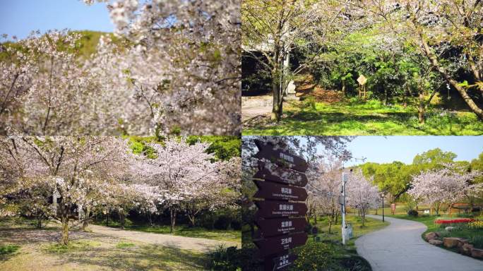 樱花特写 樱花飘落