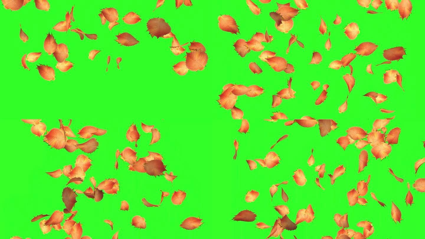 秋天的树叶落在绿色的背景上。落叶的3D动画。秋天的概念。季节变化。色度键的背景。