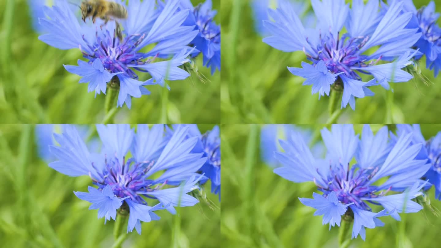 蜜蜂身上覆盖着花粉，在蓝色菊苣花上采集花蜜。春天菊苣花特写。微距镜头蜜蜂授粉春天紫色花朵盛开。