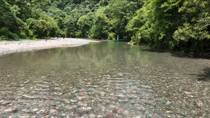 原始森林唯美自然风景清澈小溪风光航拍素材