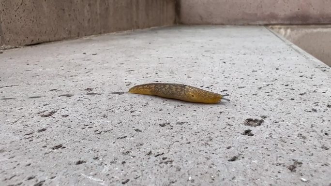 可爱的蛞蝓在混凝土路面上存活。城市环境与自然生活。