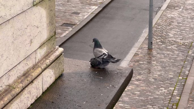 城市鸽子做爱是为了繁殖后代