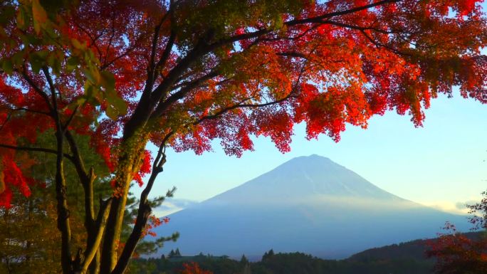 在枫叶丛中看到的富士山