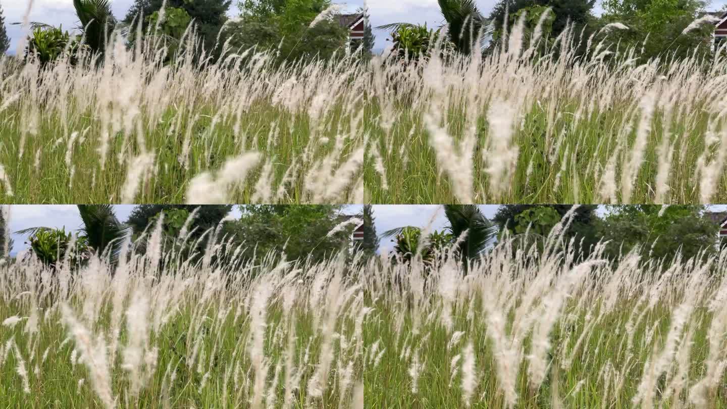 银草花随风摇曳，铜草花随风摇曳，夏日自然风光。