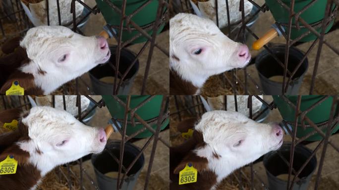 小哺乳动物宝宝在牛棚围栏上用奶嘴从桶里吸奶。在农场围场里喝奶的新生小母牛。在牛棚里，饥饿可爱的小牛被