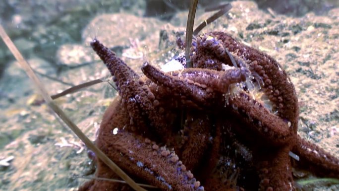 关于海星在水下吃什么和进食过程的宏观视频。