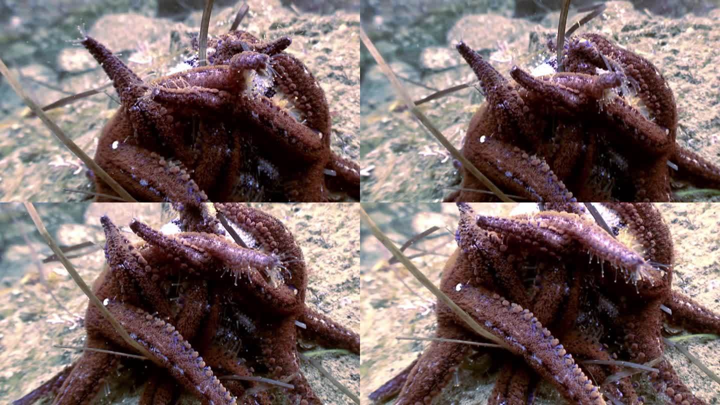 关于海星在水下吃什么和进食过程的宏观视频。