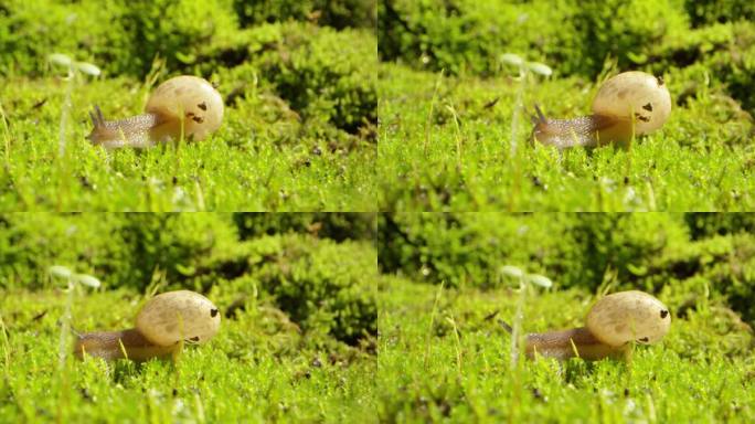 夏日 草地 蜗牛 阳光 5