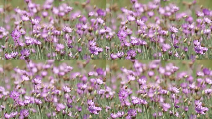 紫色花田的天长地久、长生不老、野菊