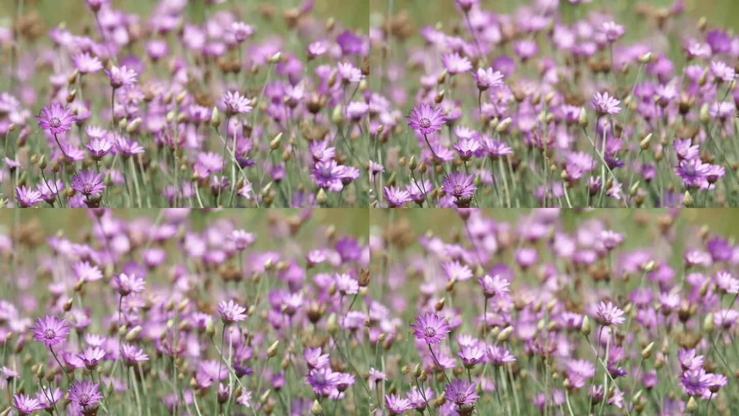 紫色花田的天长地久、长生不老、野菊