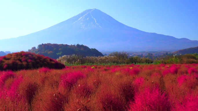 以富士山为背景的红色野牡丹