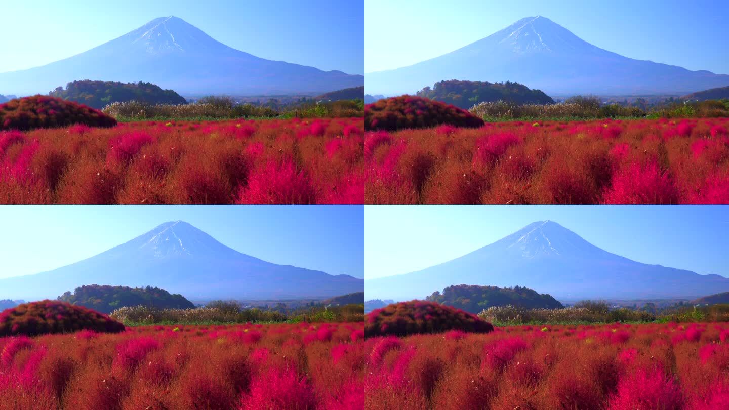 以富士山为背景的红色野牡丹