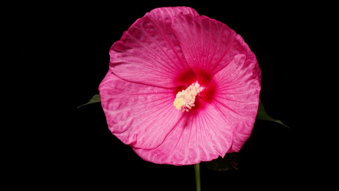 粉红色的哈代木槿(Hibiscus moscheutos)花生长的时间推移镜头从芽到完全开花孤立的黑
