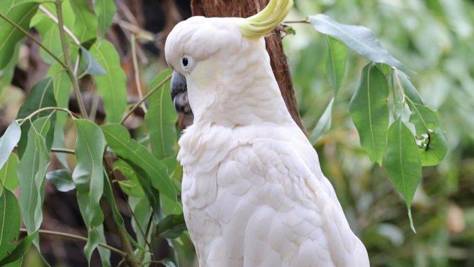 硫冠凤头鹦鹉或白凤头鹦鹉近照