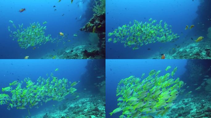 一群闪亮的鲷鱼在水下珊瑚礁上的活动。