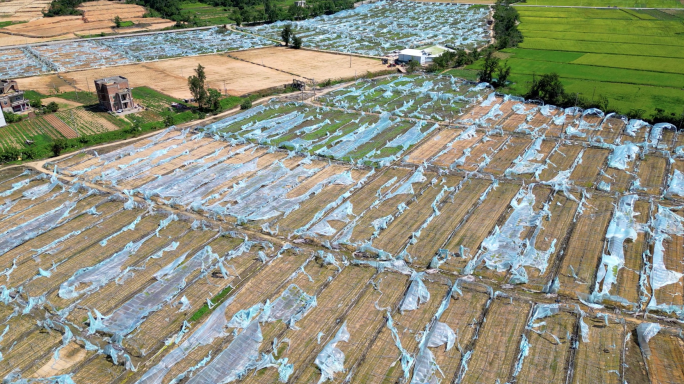 台风灾害 大棚损坏 农业减产