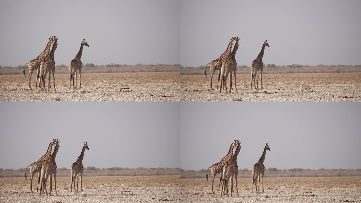 在纳米比亚自然公园的狩猎车道上发现的长颈鹿塔