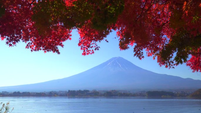 川口湖畔的深红枫叶和富士山