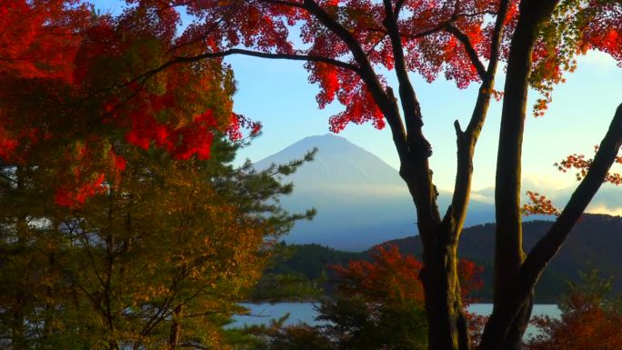 枫叶丛中的川口湖和富士山