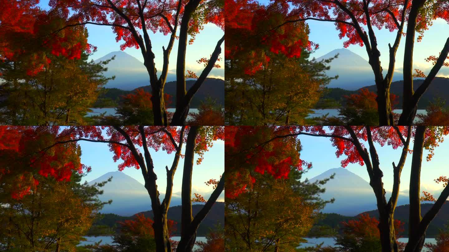 枫叶丛中的川口湖和富士山