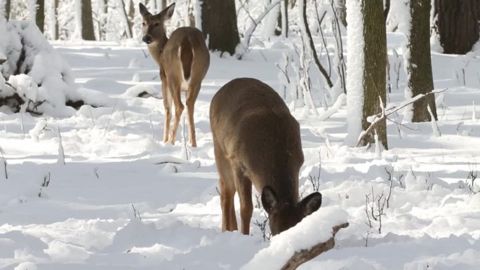 白尾鹿(Odocoileus virginianus)