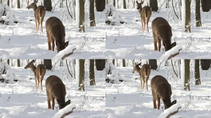 白尾鹿(Odocoileus virginianus)