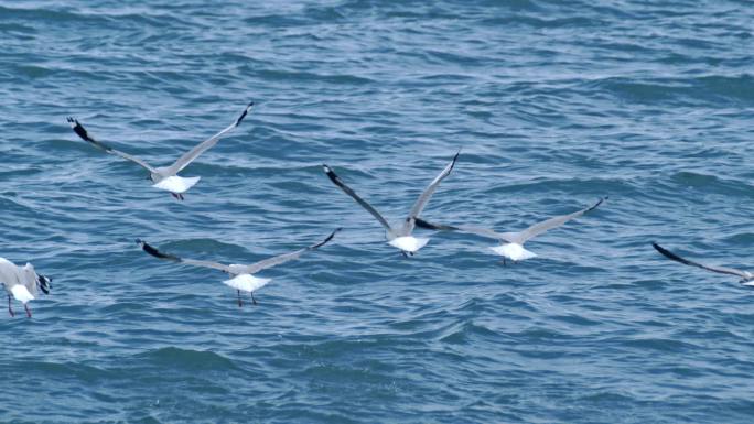 海鸥一群只海鸥从水面起飞海鸥展翅飞翔