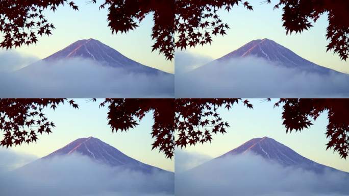 清晨的红枫秋叶与富士山