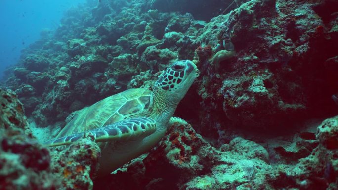 水下的海龟。诗巴丹岛Semporna。马来西亚。
