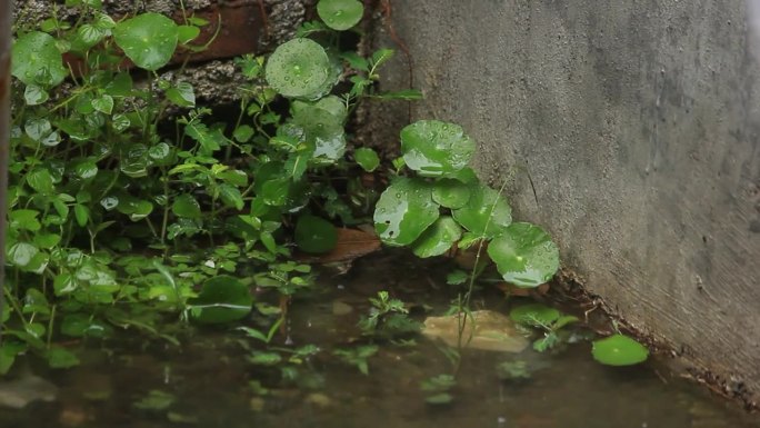 花园里池塘里的雨水和积雪草叶子