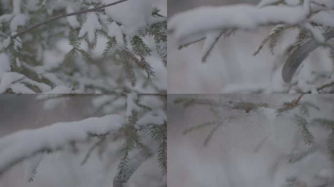 J哈尔滨伊春汤旺河雪景4K实拍视频1