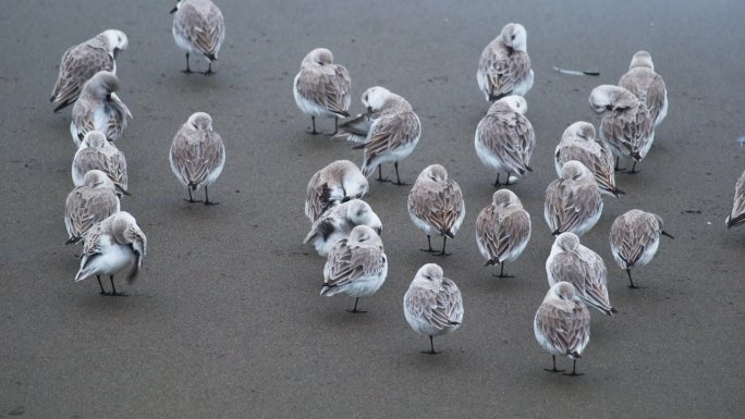 近距离拍摄一群幼年矶鹞，在加利福尼亚中部海岸。这些白色和褐色的鸟长着黑色的喙，生活在水边。鸟儿正在整