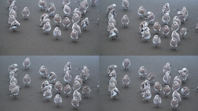 近距离拍摄一群幼年矶鹞，在加利福尼亚中部海岸。这些白色和褐色的鸟长着黑色的喙，生活在水边。鸟儿正在整